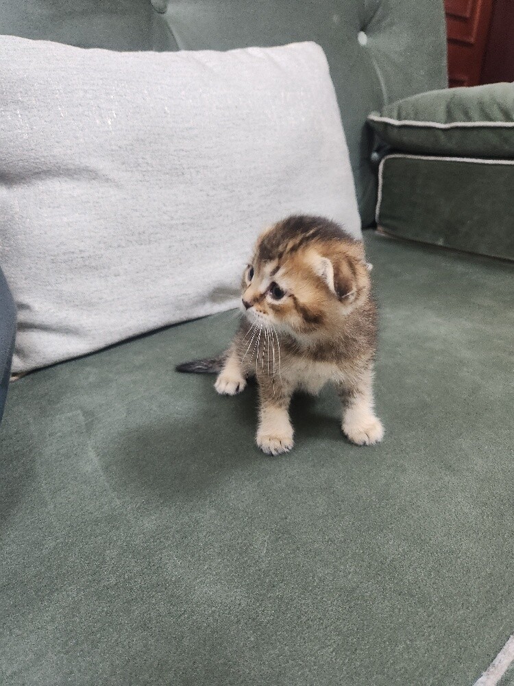 Scottish fold kittens - 2
