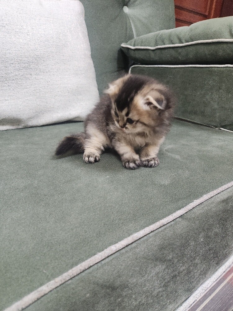 Scottish fold kittens - 12