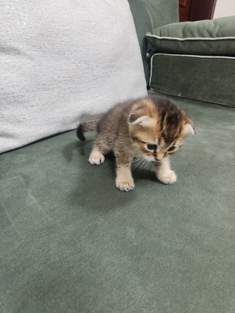 Scottish fold kittens - 3