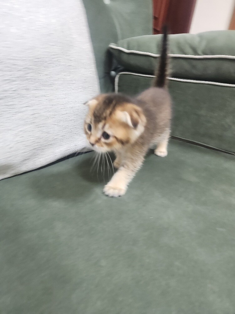 Scottish fold kittens - 9