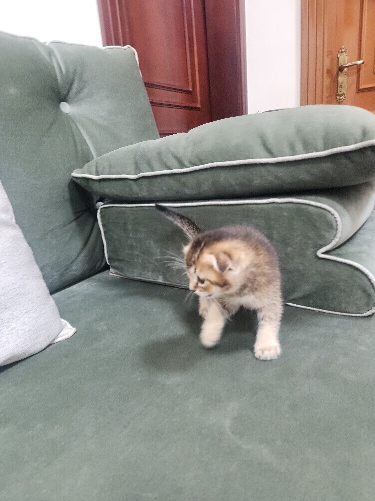 Scottish fold kittens - 15
