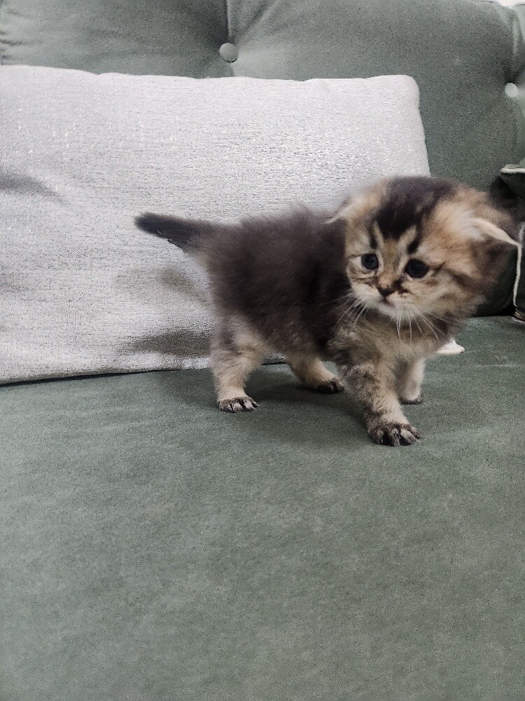 Scottish fold kittens - 13