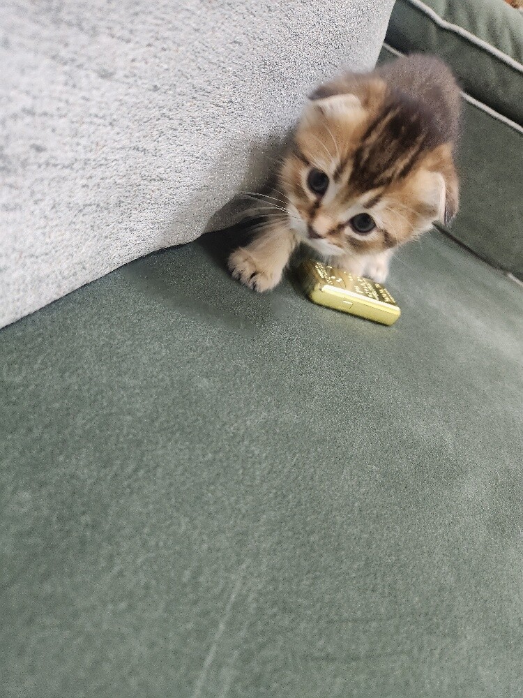 Scottish fold kittens - 18