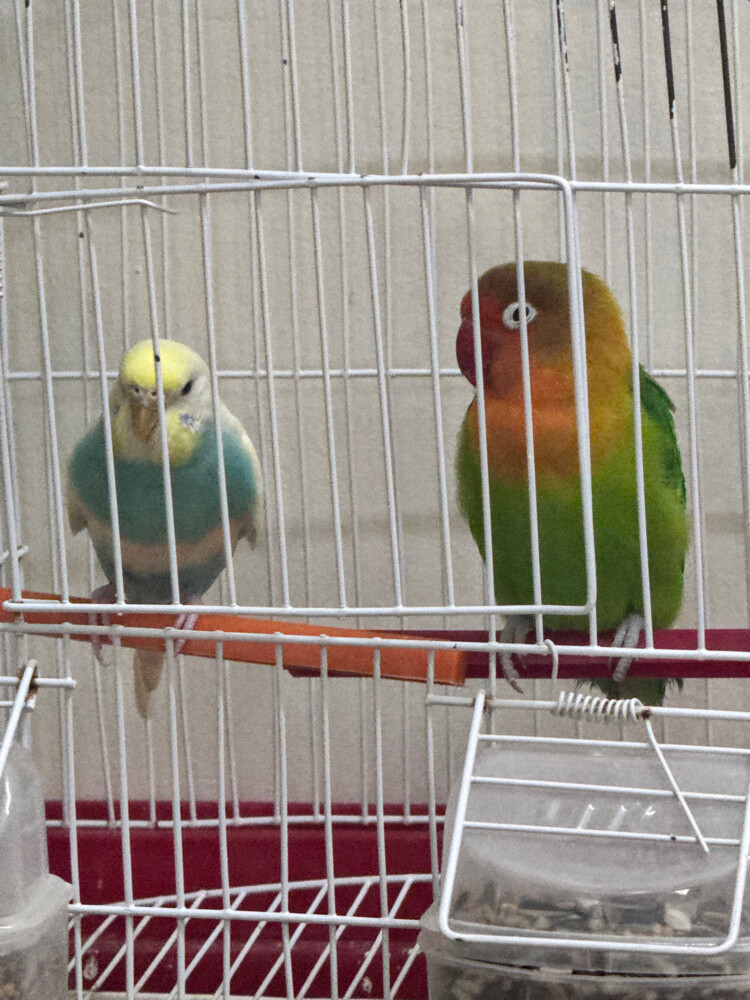 love bird and budgies - 1