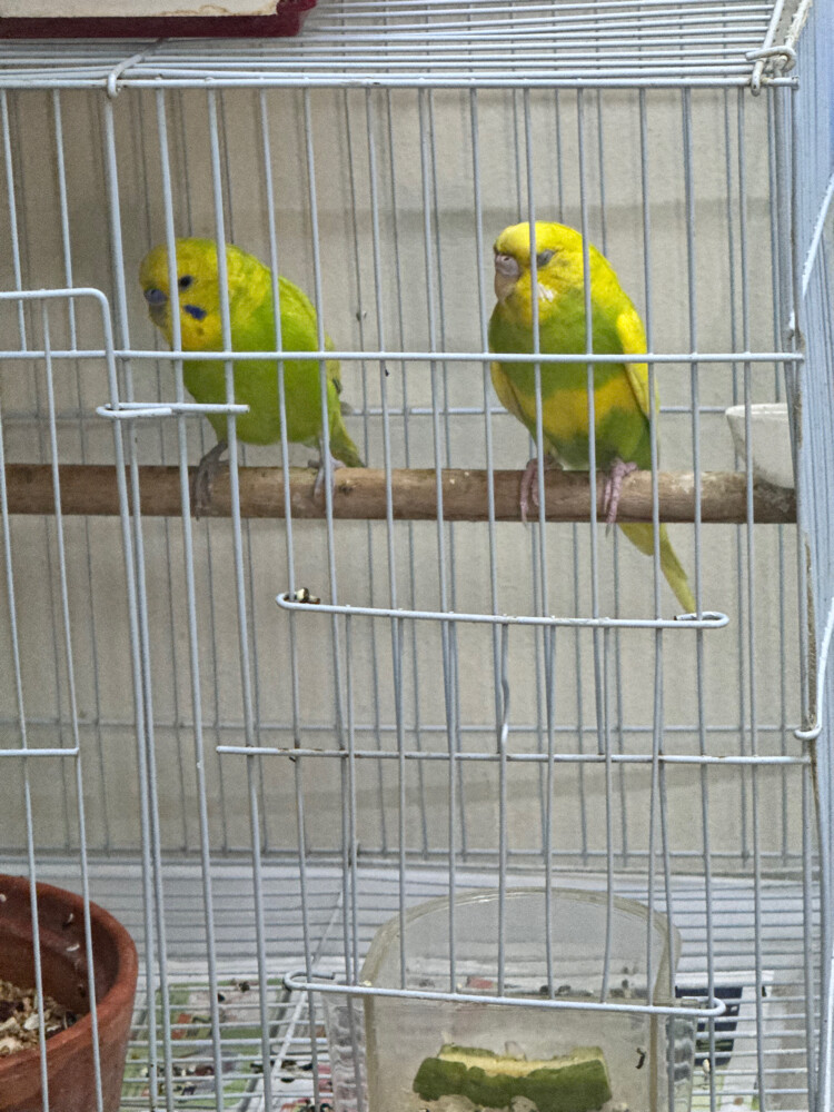 love bird and budgies - 2