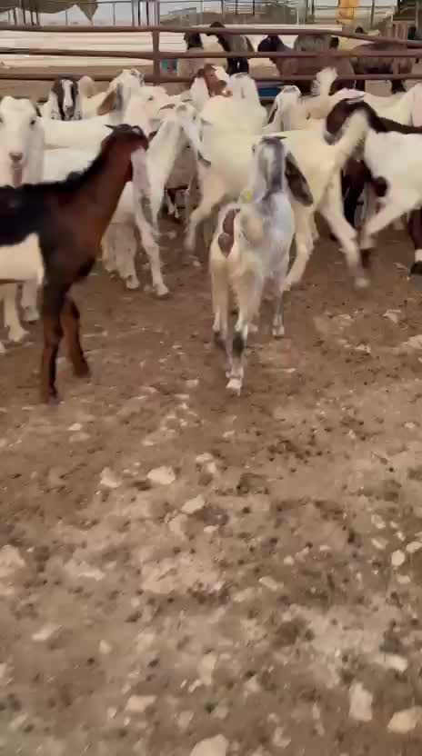 للبيع جمد مشاريك مطور - 1
