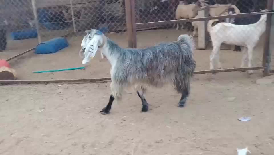 عنز عارضية شهبة - 1