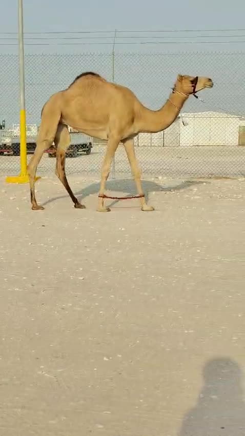 جزعة - 1