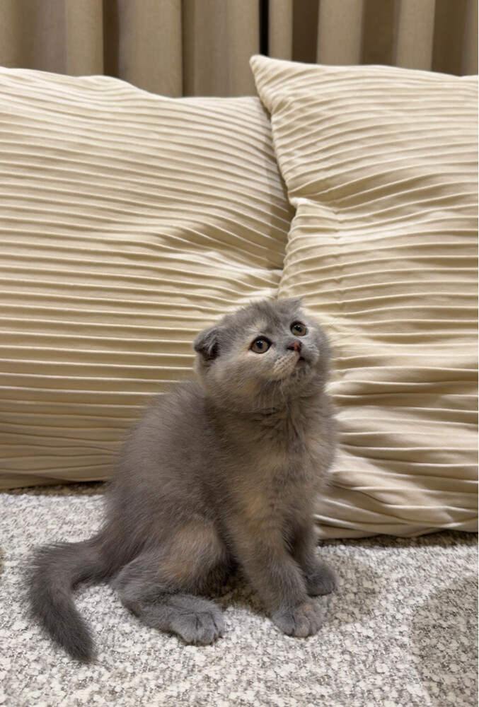 Scottish fold cat - 2