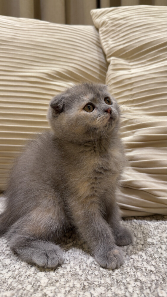 Scottish fold cat - 1