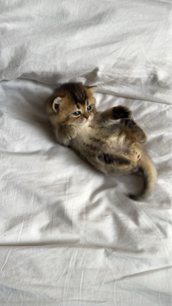 كيتنز بريتش شورت هير - 3