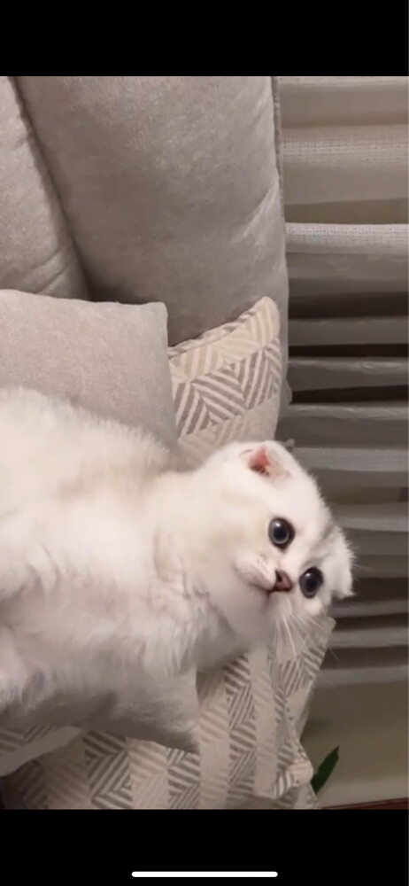 قطط سكوتش فولد بيور - 4