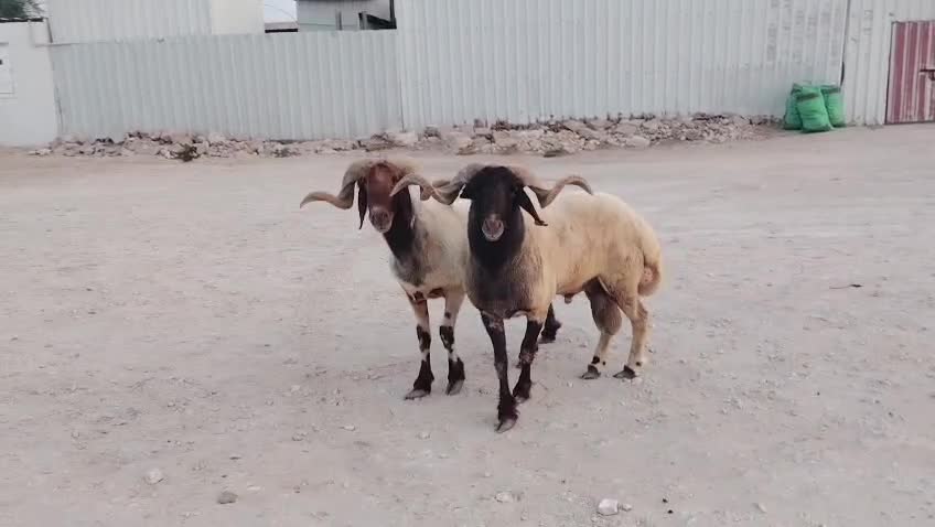 خرفان سوريه طيبه - 1