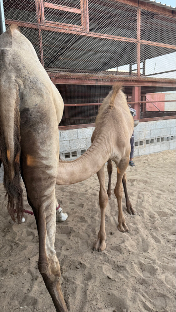 للبيع - 2