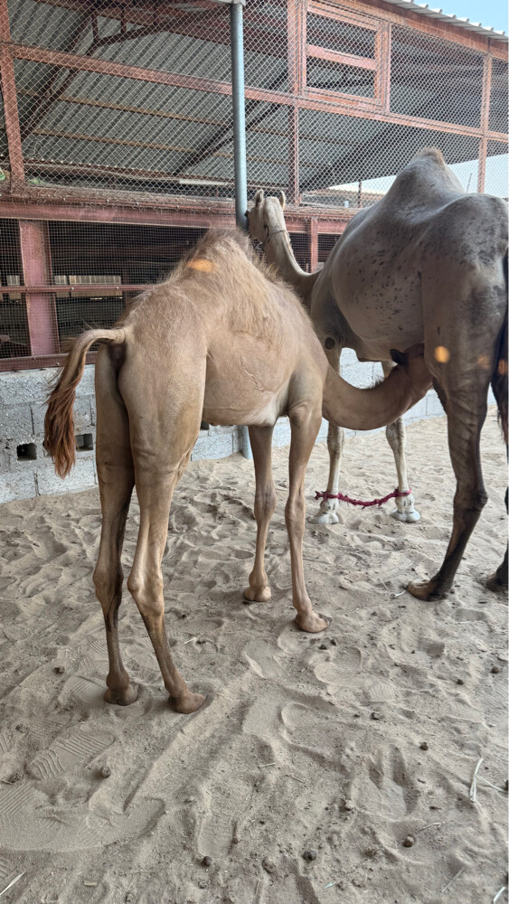 للبيع - 1