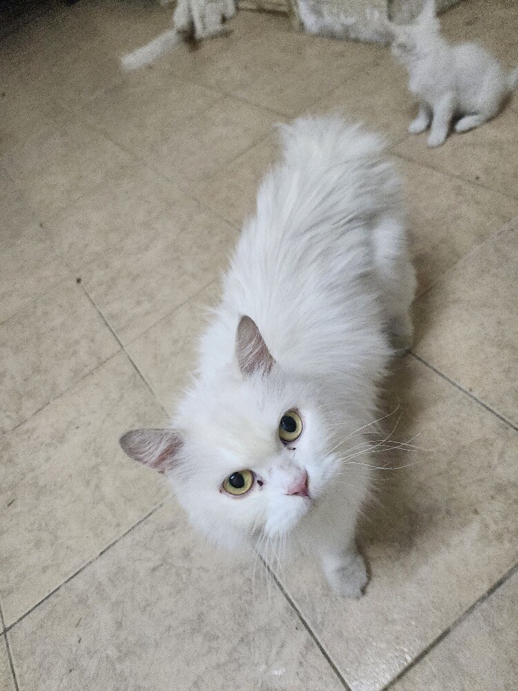 An original cat - 3