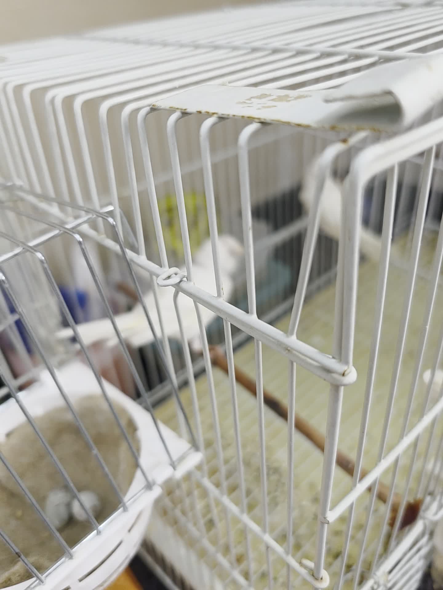 2 Female Canary Ready - 1