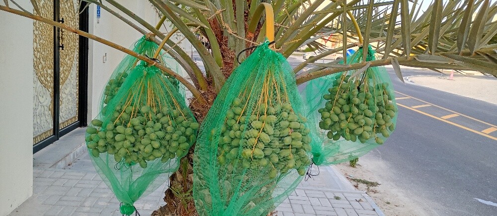 يوصف بالوشي - 6