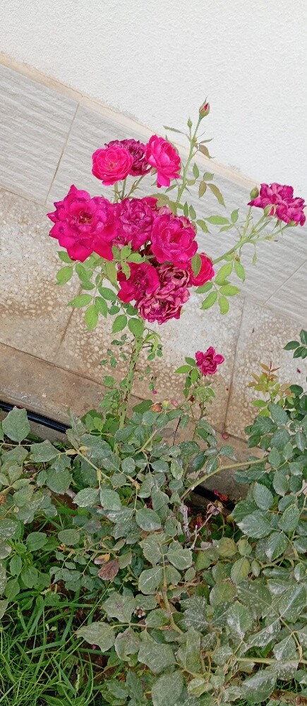 يوصف بالوشي - 1
