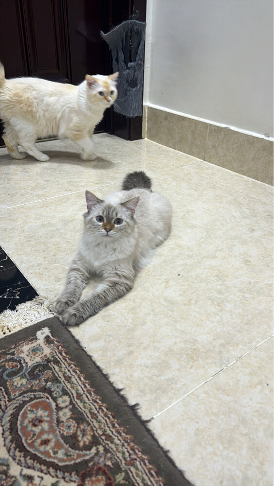 قط بيتي  - 3