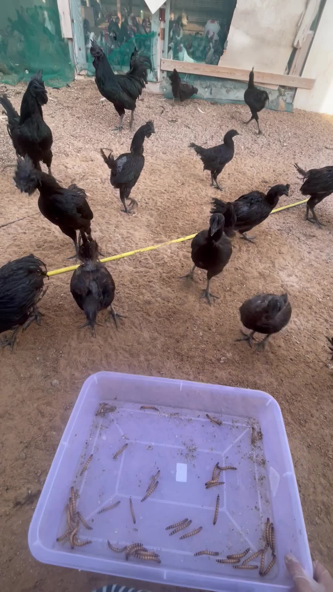 black chicken - 1