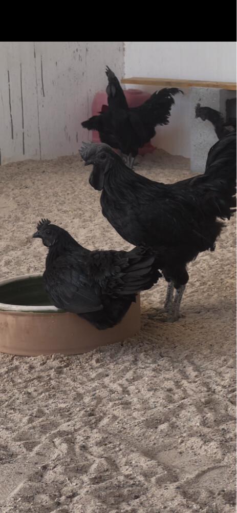  black chicken - 2