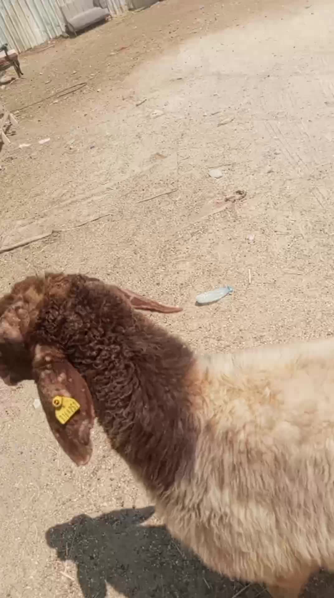 للبيع شاه سوريا دفيع شرط - 1