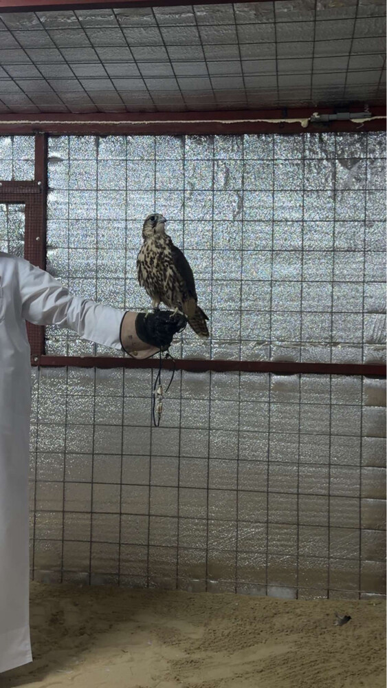 حر بكر - 2