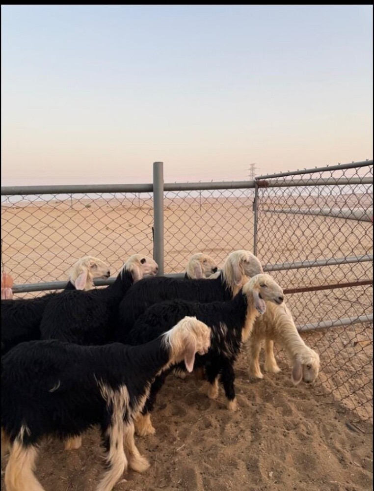 للبيع رخال نجد طيبة درجة اولى - 2