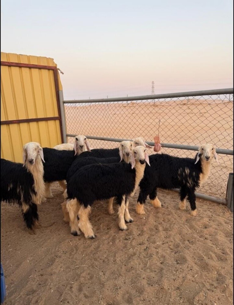 للبيع رخال نجد طيبة درجة اولى - 3