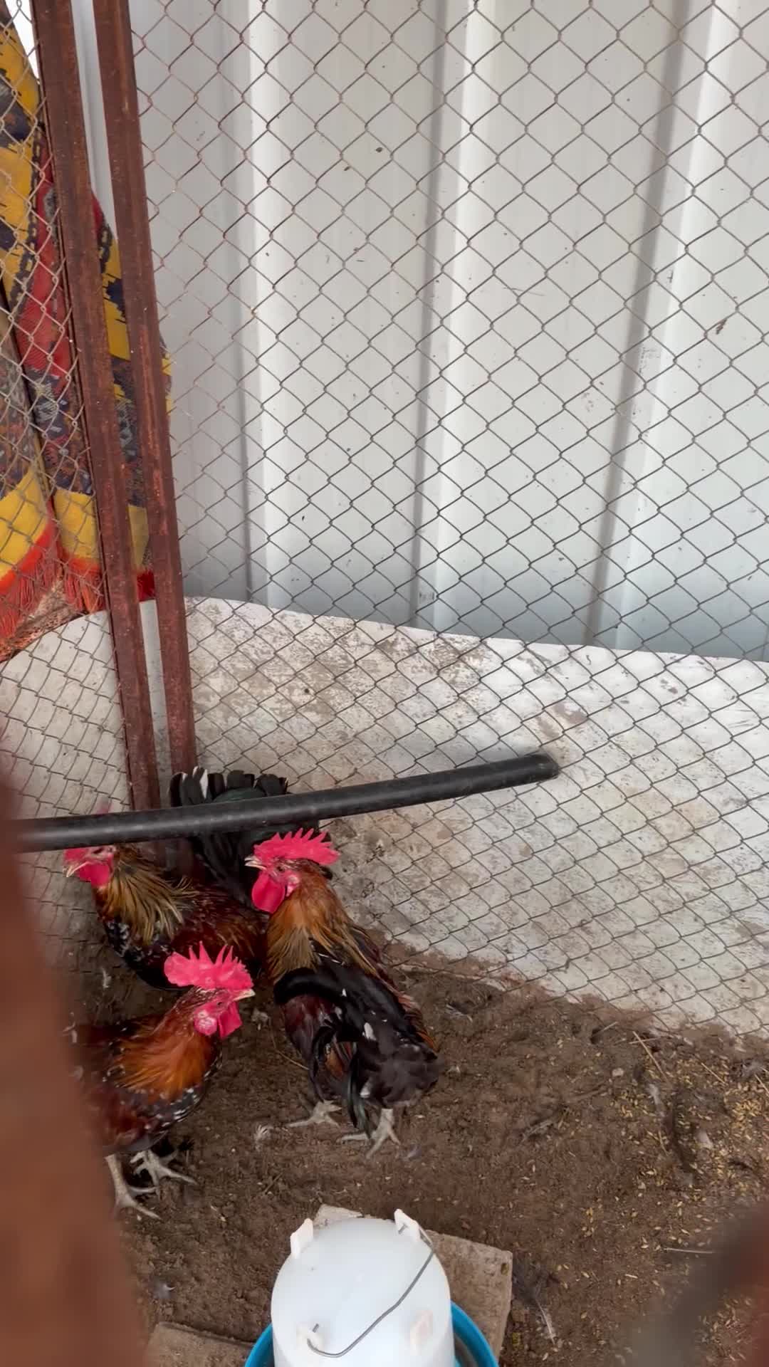 ديوك - 2