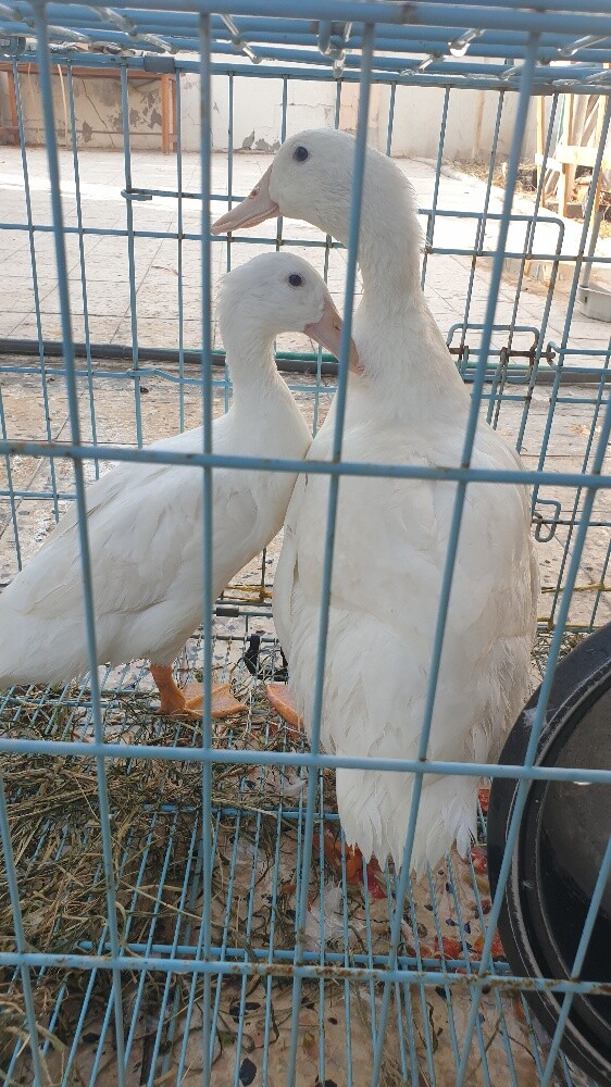 ducks - 5