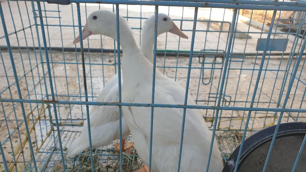 ducks - 3