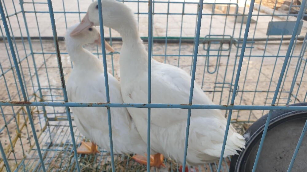 ducks - 2