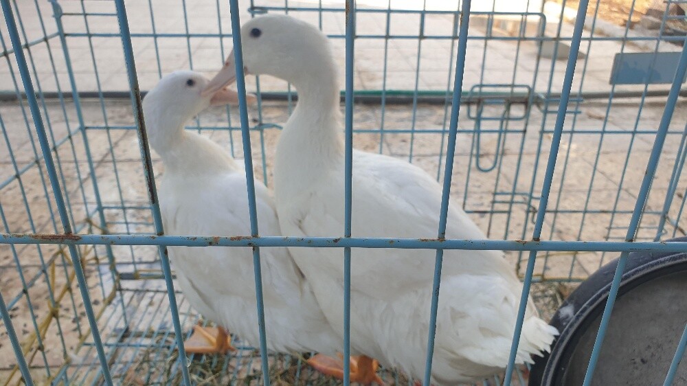 ducks - 1