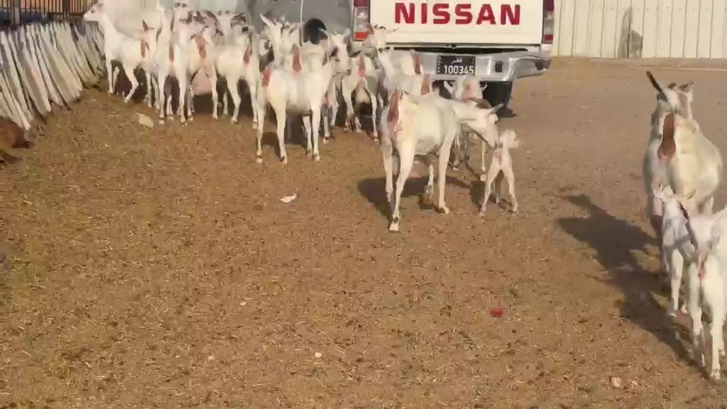 معزه عمانيات برص مراح واحد  - 1