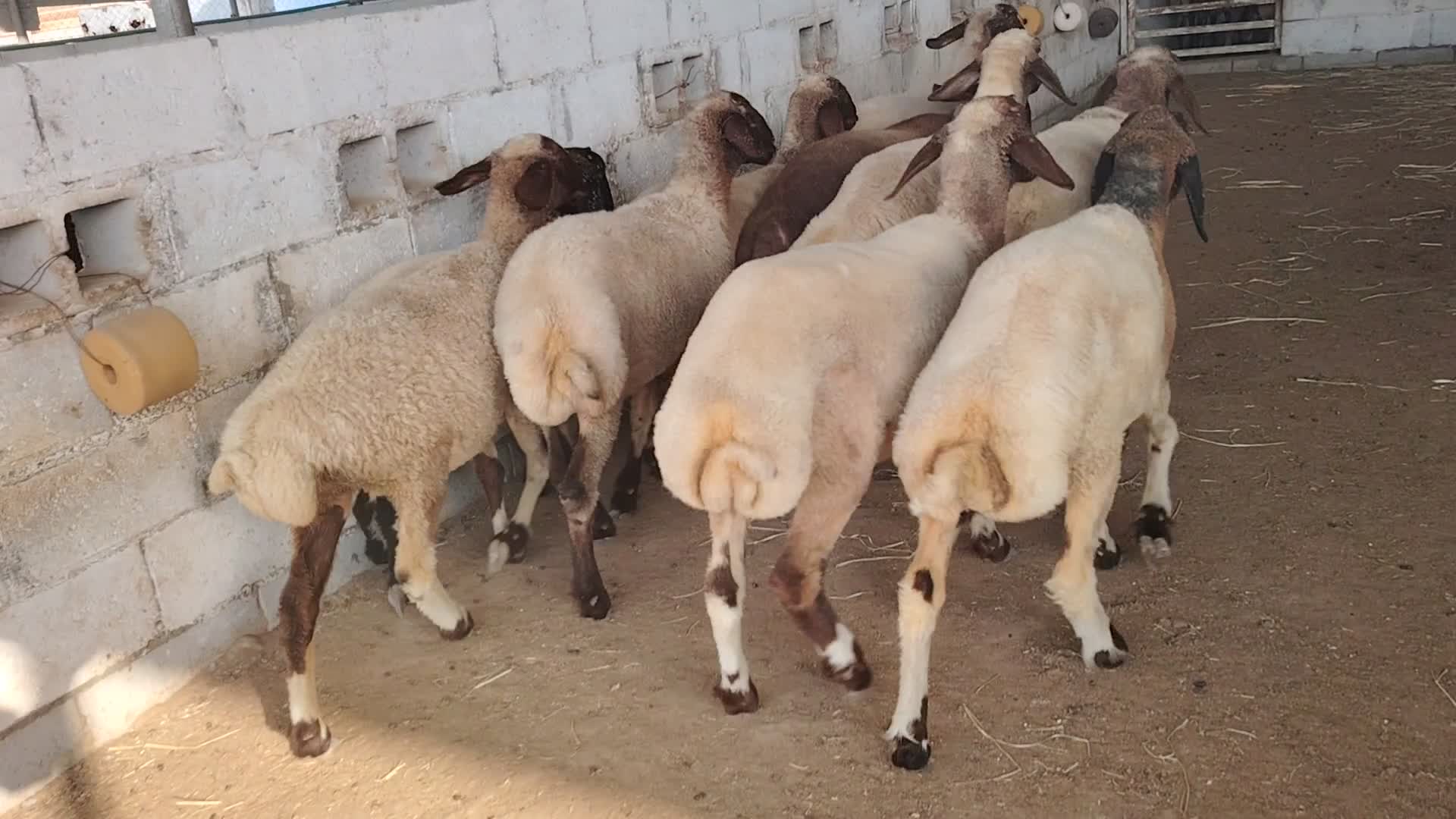رخال سوريه جاهز ه لي الفحل - 1