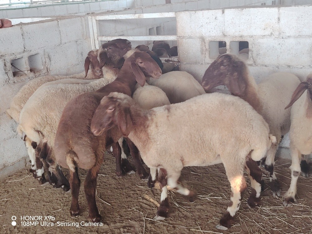 رخال سوريه جاهز ه لي الفحل - 3