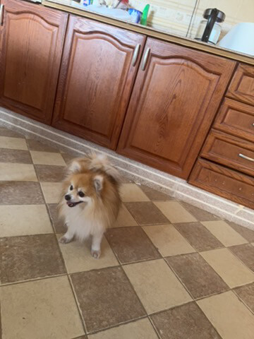 brownie - 2
