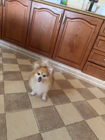 brownie - 1