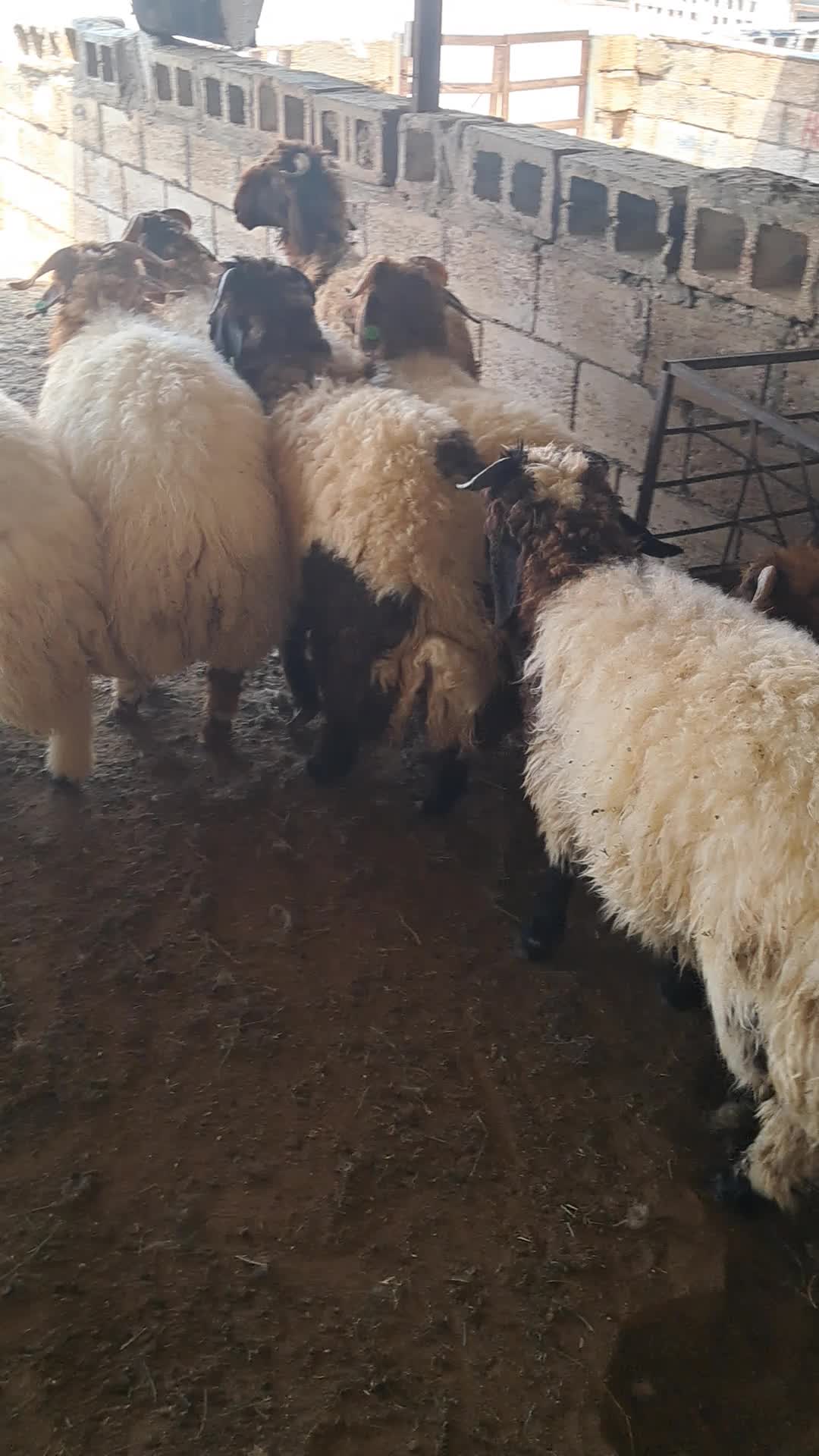ذبايح طيبه وجزله - 1