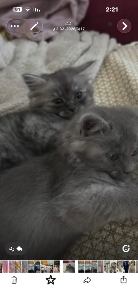 cat - 1