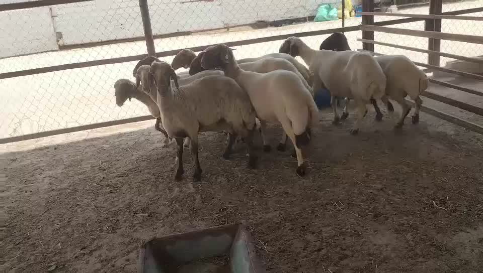 شويهات سوريه - 1
