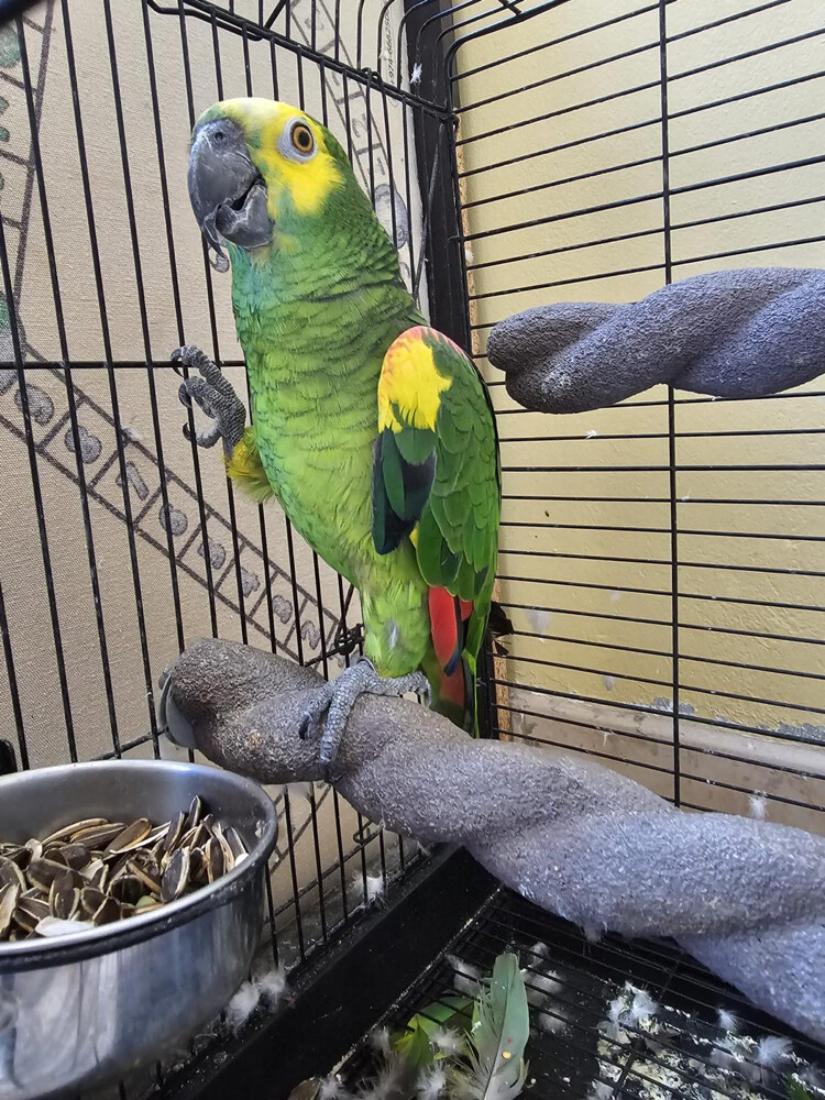 Amazon Blue-fronted bird - 2