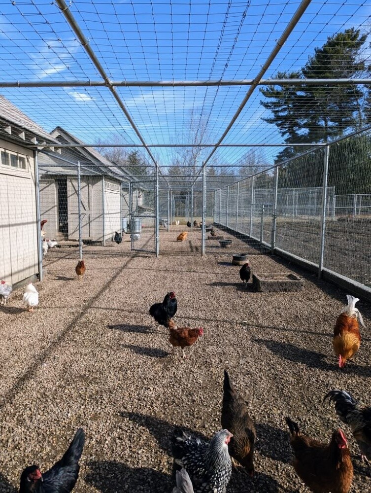 Chicken coop 30x40 m - 1