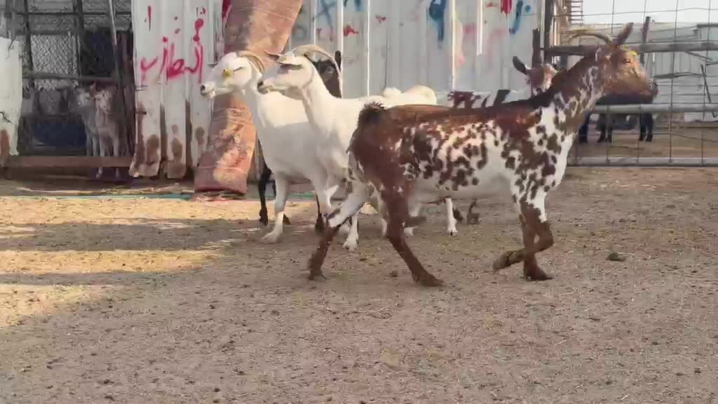 للبيع معزا عمانيات برص وملاوين  - 1
