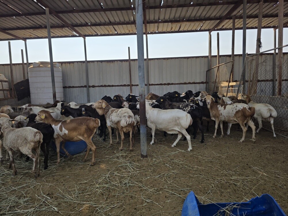 نشتري جميع انواع الحلال - 1