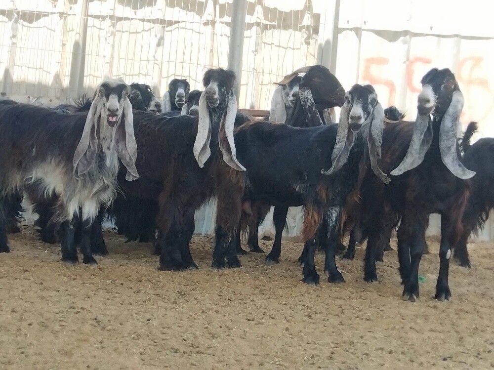 نشتري جميع انواع الحلال - 2