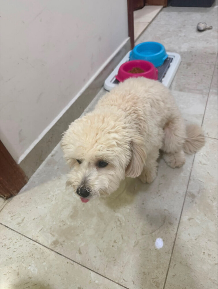 Dog - 2