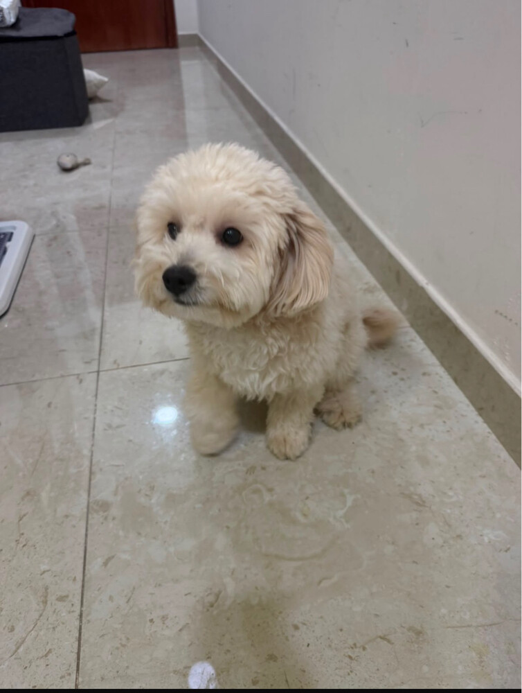 Dog - 1